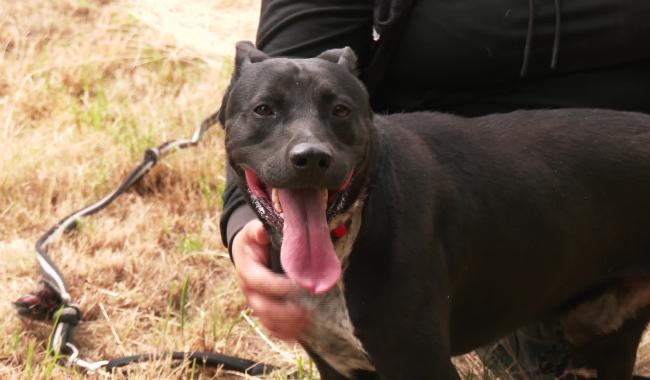 Chiens errants à Nivelles : vers une convention entre la Ville et Un Toit pour Eux ?