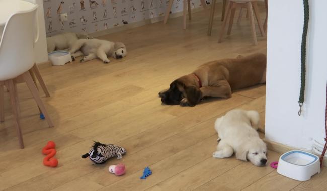 Le premier café pour chiens du BW ouvre à Waterloo
