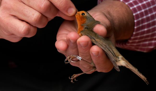 Beauvechain : des enfants visitent la station de baguage ornithologique de Nodebais