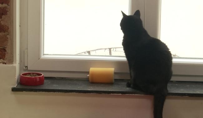 Vous voulez devenir famille d'accueil pour chat et chien ? HumAnima recherche !