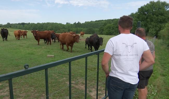 Elevage de vaches Salers, de la prairie à la boucherie