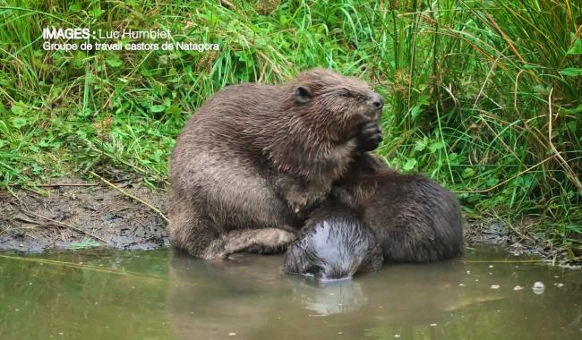 Brab' en nature #9 : à la découverte du castor