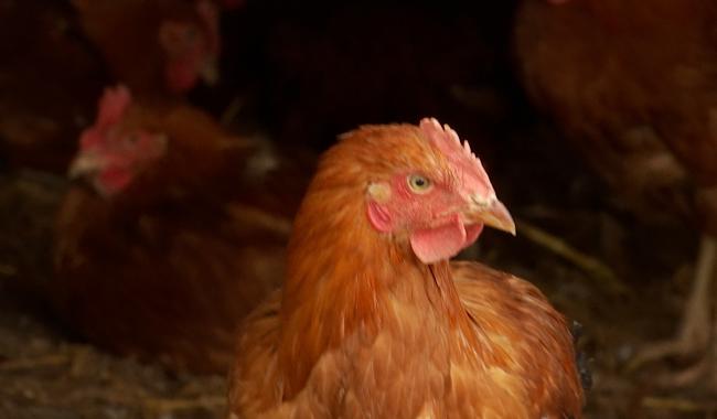 Grippe aviaire : 5 communes du BW dans la zone de sécurité