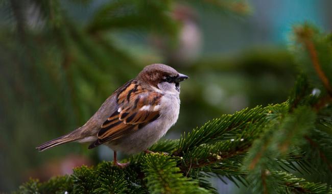 Les moineaux disparaissent : à Lasne, on leur redonne un toit