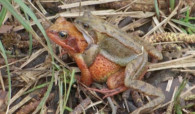 Sentiers interdits au Bois de Lauzelle : les grenouilles ont réservé le passage