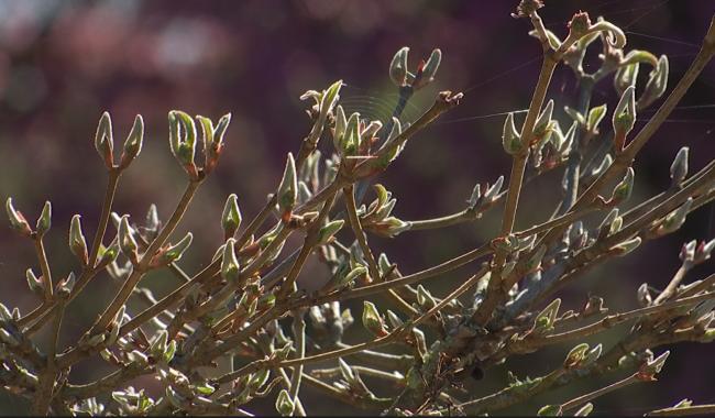 Les gestes clés pour démarrer le printemps au jardin