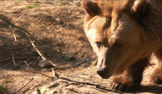 À Bousval, l’Arche rouvre ses portes : une vie entière consacrée aux animaux recueillis
