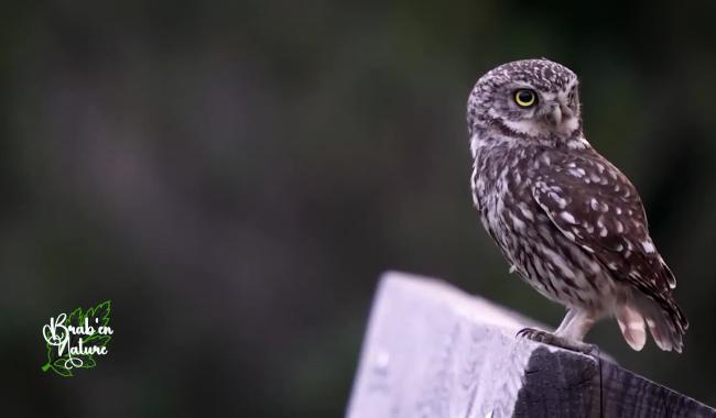 Brab' en nature #14 : Un refuge pour les oiseaux