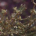 Les gestes clés pour démarrer le printemps au jardin