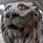 Butte du lion : l'animal nous dévoile ses entrailles