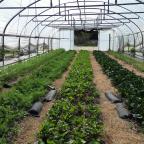 Filons Vert entame sa cinquième saison et cherche à atteindre son équilibre