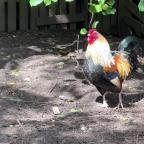 À Baisy-Thy, le coq Roberto au cœur d’un conflit de voisinage