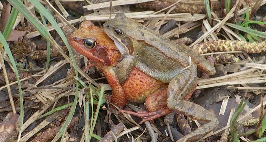 Sentiers interdits au Bois de Lauzelle : les grenouilles ont réservé le passage