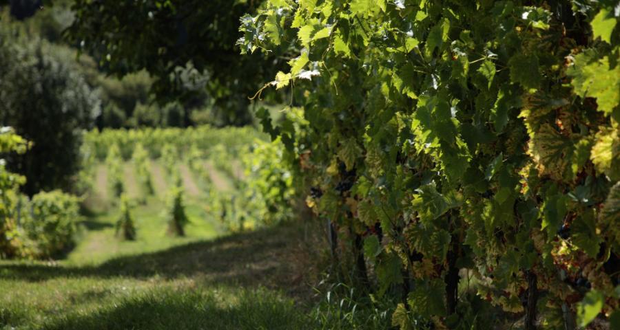 2025 : une année record pour la production de vin dans le Brabant wallon