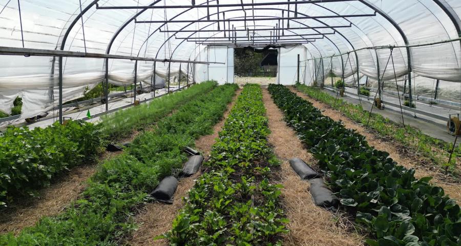 Filons Vert entame sa cinquième saison et cherche à atteindre son équilibre