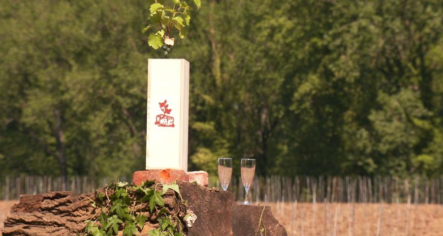 Entre Limal et Limelette, un nouveau vignoble sort de terre