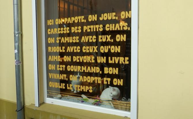 Chats à l'adoption au bar à chats "Chez Monsieur Moustache" à Wavre