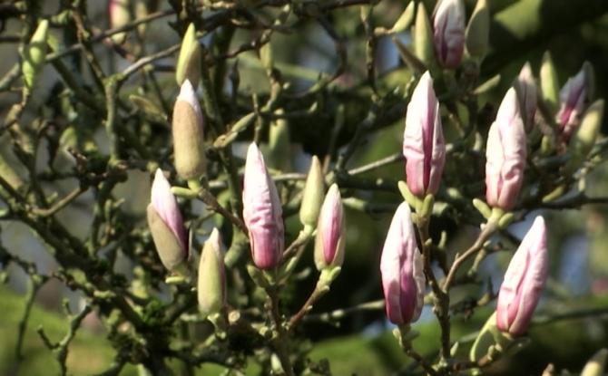 Les arbres fleurissent exceptionnellement tôt cette année
