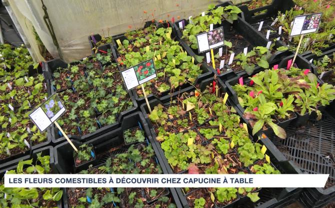 Des fleurs comestibles à découvrir ce week-end chez Capucine à table