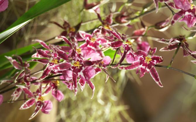 Les orchidées s'exposent au Moulin Banal