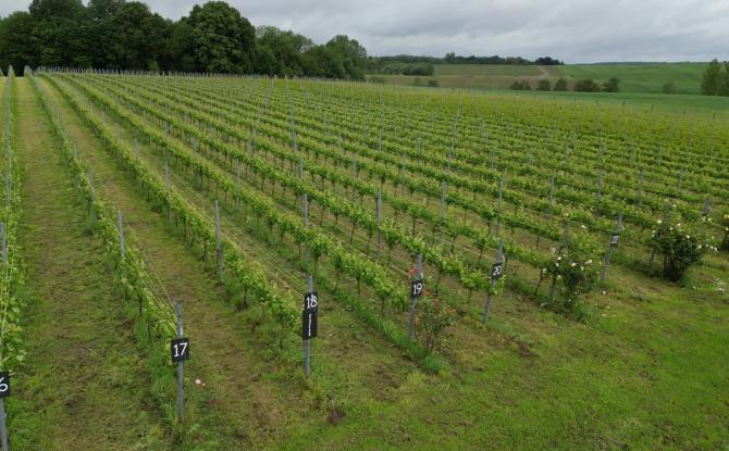 Météo capricieuse : les vignobles s'adaptent