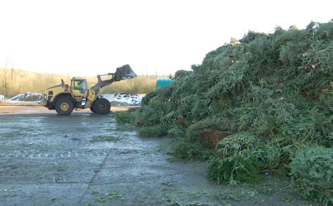 La seconde vie des sapins de Noël
