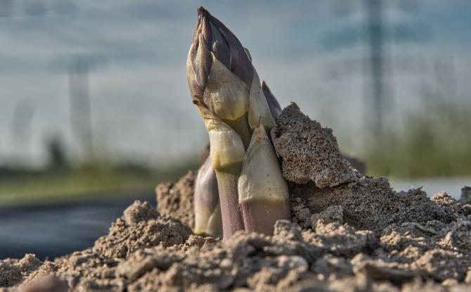 Top départ pour la récolte des asperges... avec un peu d'avance !