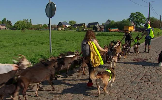 La transhumance de 35 chèvres au départ d'Ottignies