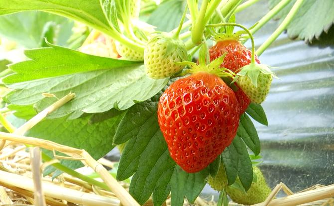 C'est la saison des fraises en BW !