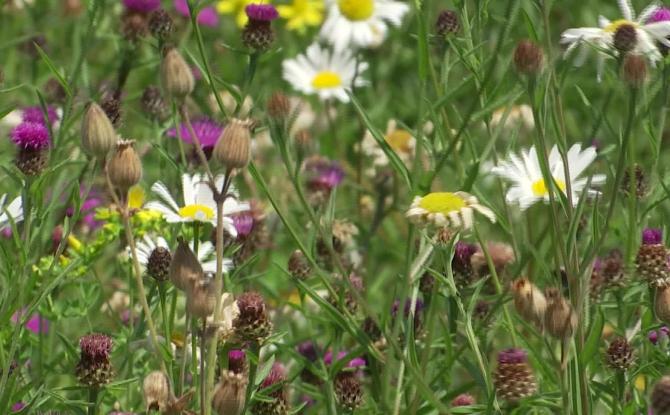 Petits gestes, plus de Biodiversité à Genappe