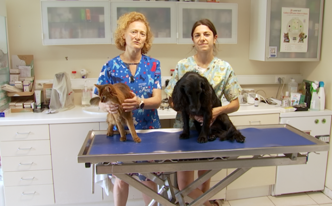 Chaleur : vos animaux aussi souffrent, voici comment les aider