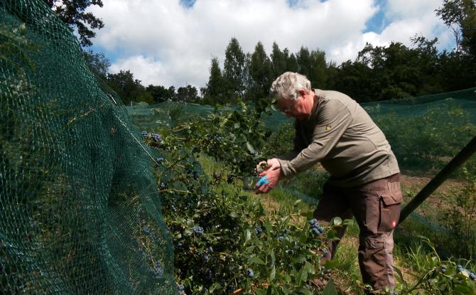 Francis Devos est le seul producteur de myrtilles bio en Brabant wallon