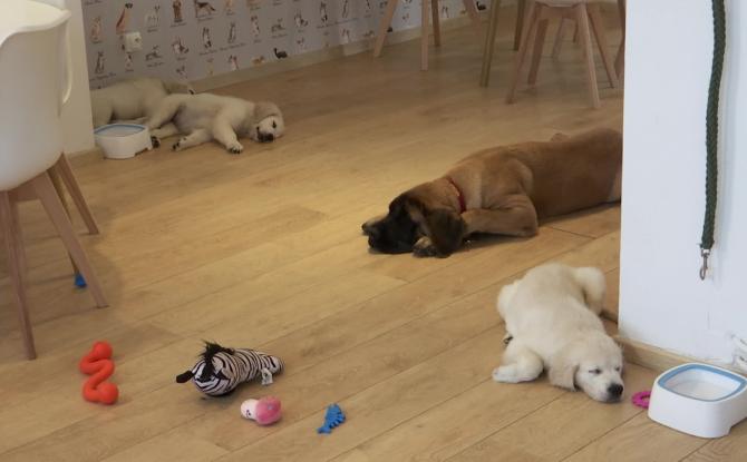 Le premier café pour chiens du BW ouvre à Waterloo
