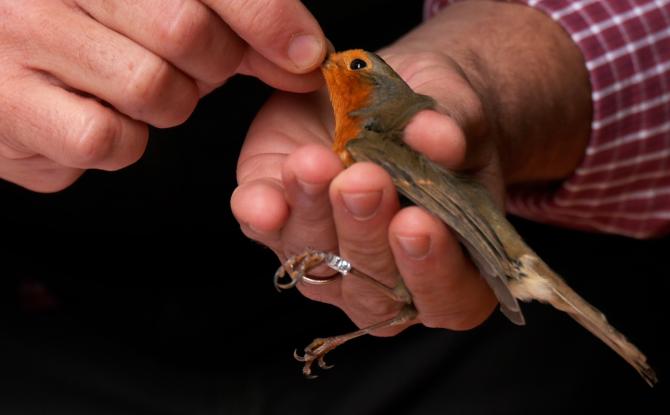 Beauvechain : des enfants visitent la station de baguage ornithologique de Nodebais