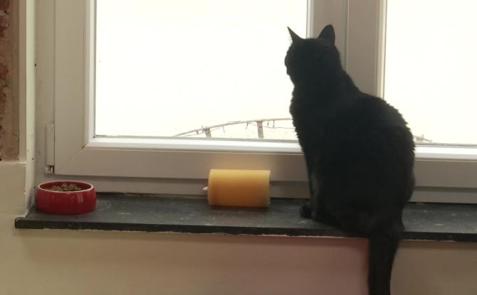 Vous voulez devenir famille d'accueil pour chat et chien ? HumAnima recherche !