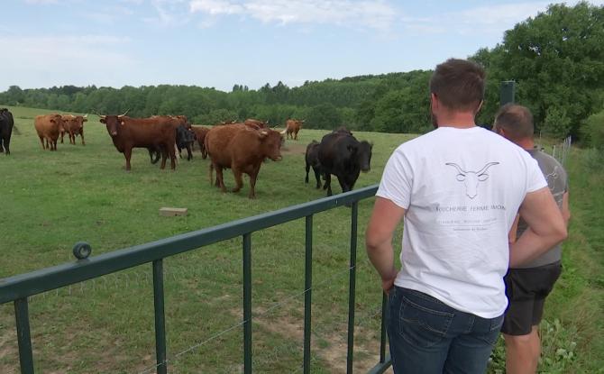 Elevage de vaches Salers, de la prairie à la boucherie