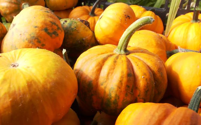 Ittre, capitale wallonne du potiron le temps d’un week-end