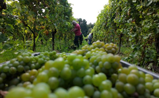 Vendange au Domaine du Chapitre à Baulers
