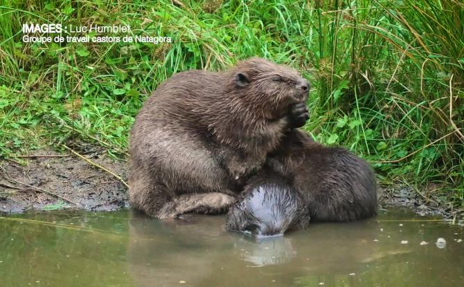 Brab' en nature #9 : à la découverte du castor