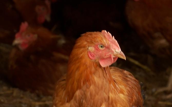 Grippe aviaire : 5 communes du BW dans la zone de sécurité