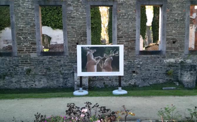 Expo : Michel d’Oultremont capture l’Harmonie entre nature et silence
