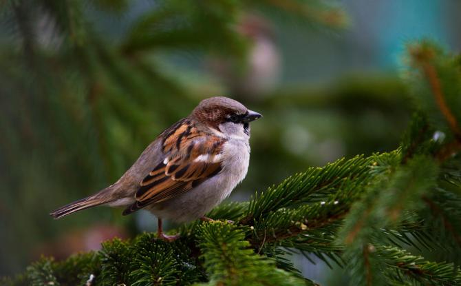 Les moineaux disparaissent : à Lasne, on leur redonne un toit