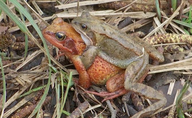 Sentiers interdits au Bois de Lauzelle : les grenouilles ont réservé le passage