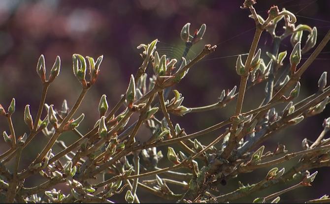 Les gestes clés pour démarrer le printemps au jardin