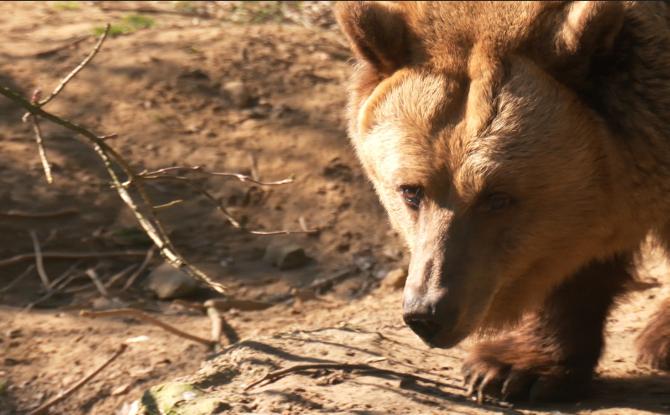 À Bousval, l’Arche rouvre ses portes : une vie entière consacrée aux animaux recueillis
