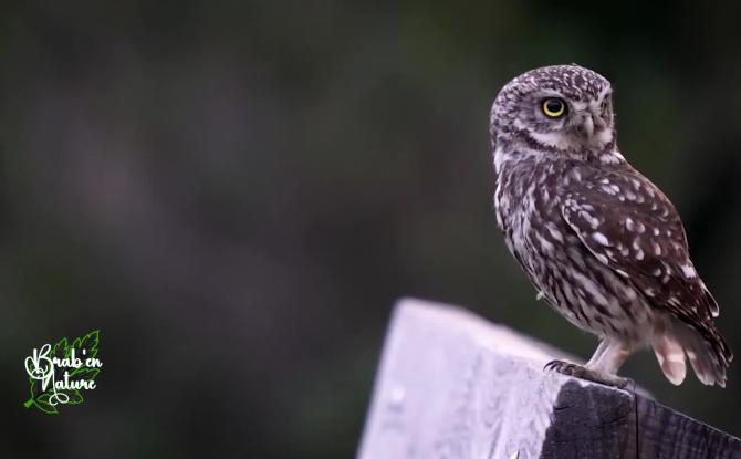 Brab' en nature #14 : Offrir un refuge aux oiseaux