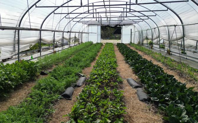 Filons Vert entame sa cinquième saison et cherche à atteindre son équilibre