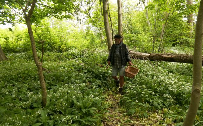 L'ail des ours, de la cueillette à l'assiette