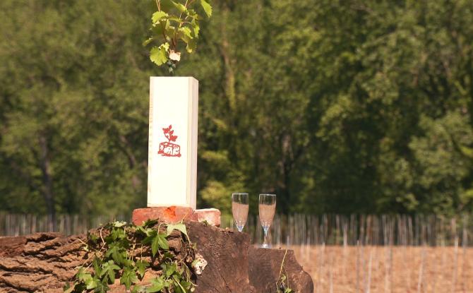 Entre Limal et Limelette, un nouveau vignoble sort de terre