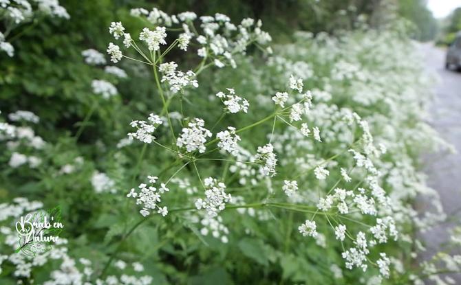 Brab' en nature #16 : les fleurs des bords des routes